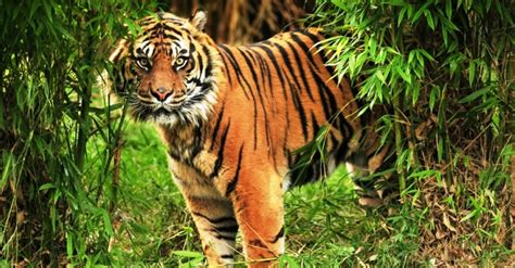 best 12 wildlife jungle safari in india daily life dose