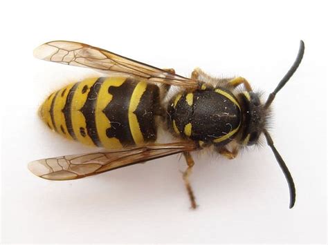 picture    wasp hymenoptera pictures images animals