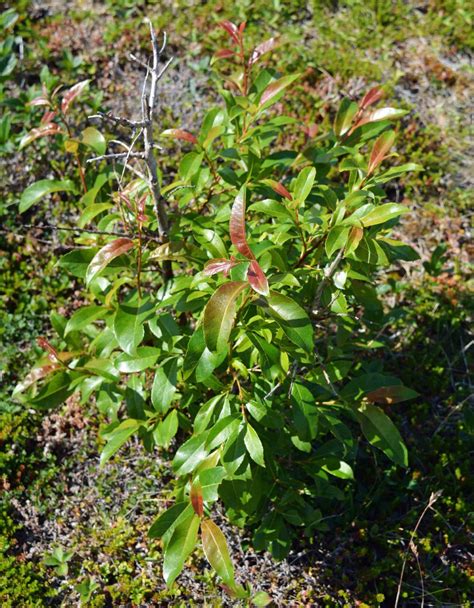 gallery salix discolor pussy willow flora of newfoundland and