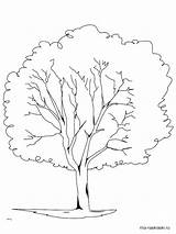 Tree Coloring Pages Oak Elm Trunk Printable Redwood Trees Pine Live Color Leaves Rainforest Template Drawing Professional Getcolorings Planting Getdrawings sketch template