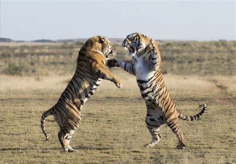 african savanna tiger pets lovers