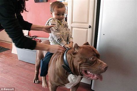 All Aboard Hulk The World S Biggest Pit Bull With A 28 Inch Wide Head