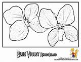 Coloring Blue Flower Rhode Island State Flowers Drawing Violet Yescoloring Pages Violets Roses Red Getdrawings Popular sketch template