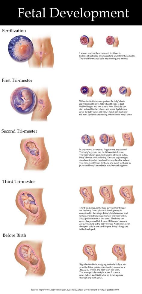 fetal development virtual visualization ucollect infographics pinterest