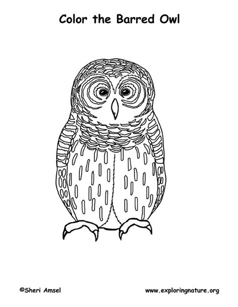 owl barred coloring page