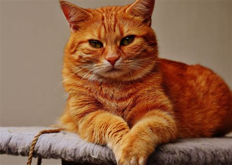 kostenlose bild portraet niedliche tier katze kaetzchen kitty