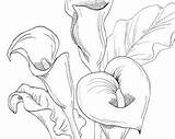 Calla Drawing Coloring Lilies Printable Lily sketch template