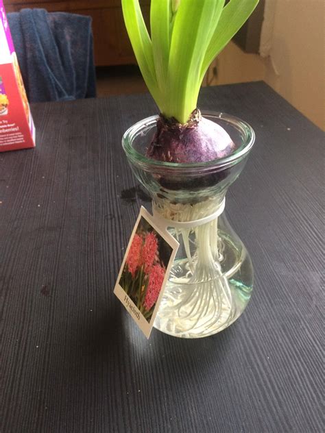 care   hyacinth bulb growing   vase  water