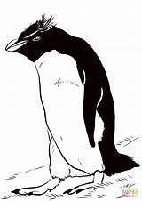 Coloring Penguin Rockhopper Pages Categories sketch template