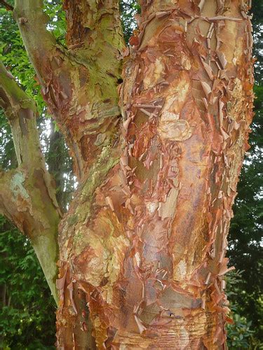 decorative bark  trees gardeners tips