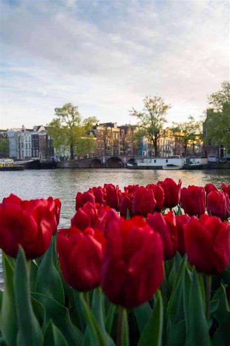 the best and worst museums in amsterdam by a local