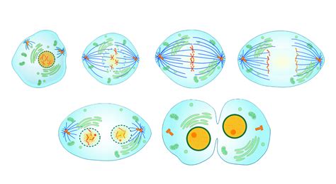 mitose  meiose sao processos de reproducao celular  acontecem nos seres vivos elas originam