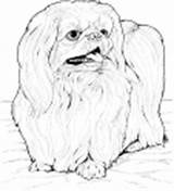 Coloring Dog Pages Pekingese Breed sketch template