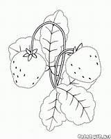Fragola Erdbeere Malvorlagen Colorkid Jagody Morango Garten Fraise Giardino Kolorowanki Beeren Baies Bagas Bacche Bayas Coloriages Truskawki Ogród Strawberry Fresa sketch template