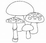 Funghi Cogumelos Setas Colorear Bolets Desenho Dibuix Mushrooms Stampare Dibuixos Bosco Acolore sketch template