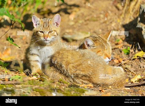 wildcat felis silvestris mother  cub germany stock photo alamy
