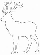 Buck Outline Deer Coloring Simple sketch template