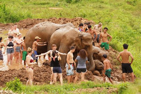 Best Elephant Camps In Chiang Mai Thailand Hilltribe