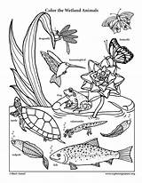 Coloring Animals Wetland Pages Smiling Habitats Color Nature Preschool Animal Sheets Science Drawing Biomes Colouring Printable Grassland Pdf Exploring Fish sketch template