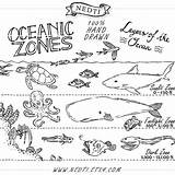 Zones Ocean Coloring Sheet Clipart Oceanic Joe Educational Drawn Earth Science Vector Hand sketch template