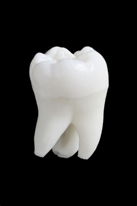 anatomy   tooth delta dental  colorado blog