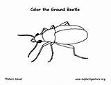 Beetles sketch template