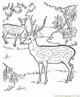 Coloring Deer Pages Drawing Animal Drawings Kids Jungle Printable Animals Forest Axis Chital Wild Print Scene Activity Draw Colouring Wildlife sketch template