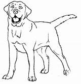 Labrador Canis Simensis Designlooter sketch template