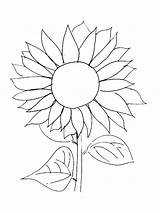 Sunflower Coloring Pages Van Gogh Easy Sunflowers Template Drawing Kids Printable Print Line Drawn Simple Color Flowers Flower Adults Garden sketch template