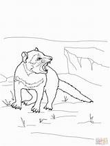 Coloring Tasmanian Growling Devil Super Online sketch template