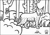 Kids Coloring Animals Pages Lynx Babies sketch template