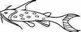 Catfish Coloring Pages Fish sketch template