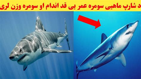 da sharp fish somra qad ao wazan  pashto information pashto youtube