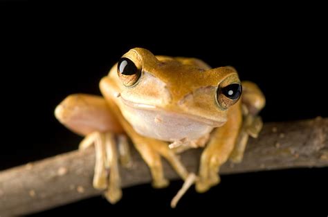 amphibian pictures facts