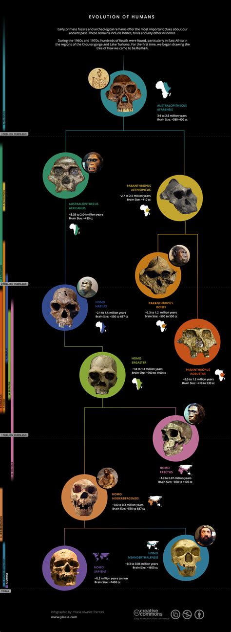 human evolution infographic human evolution evolution anthropology