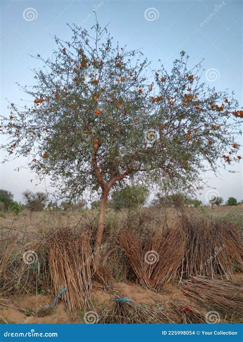 rohida trees rajasthan india stock photo image  marwar prairie