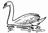 Swan Clipart Trumpeter Swans Coloring Pages Clip Clipartix Caviar Hostted Clipground Library Wildlife Birds Fish Service Gif Kids Presentations Websites sketch template