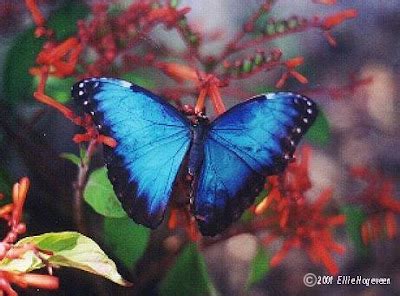 beauty  creation blue butterfly