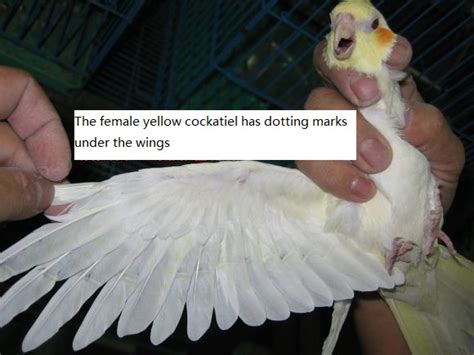 The Simple Ways To Distinguish A Cockatiel Male Or Female