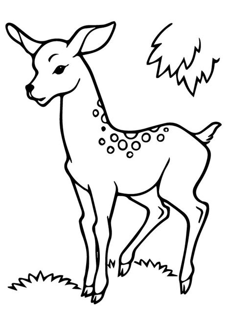 print coloring image momjunction deer coloring pages coloring