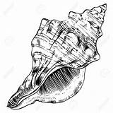 Conch Shell Drawing Vector Clip Shells Sea Illustration Queen Illustrations Getdrawings Monochrome Texture Background Similar sketch template