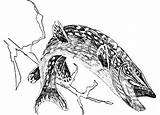 Pike Drawing Lucius Esox Brochet Linnaeus Poissons Ligne Largemouth Pixnio Creazilla Micropterus Salmoides Cattails Tailed Salamander Eurycea Pyrography sketch template