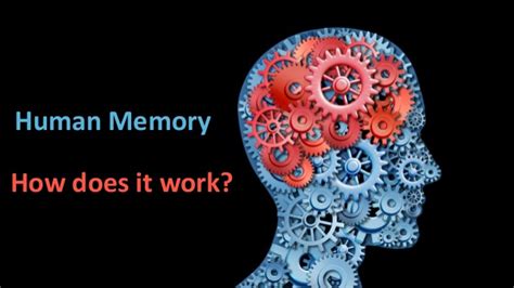 Human Memory How Does It Work