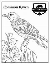 Raven Coloring Common Crittersquad sketch template