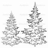 Pine Tree Outline Drawing Coloring Trees Drawings Line Ponderosa Cone Evergreen Draw Sketch Pages Fir Christmas Forest Realistic Clipart Winter sketch template