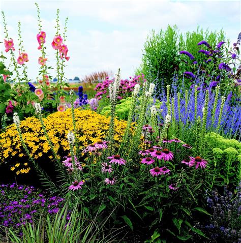 full sun garden plan brings color   yards brightest spots