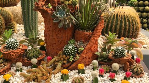 cactus garden ideas  ways    prickly plants   plot gardeningetc