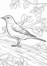 Coloring Pages Thrush Print sketch template