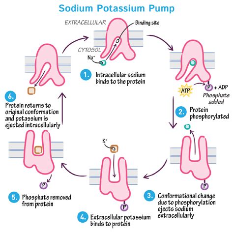 cell biology glossary sodium potassium pump ditki medical