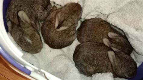 Cambridgeshire Wildlife Care Rescues Bunnies After Nest Bulldozed Bbc